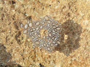 IMG_4867 (Medium)